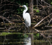 2016 06 11 WildLife MPLS 193